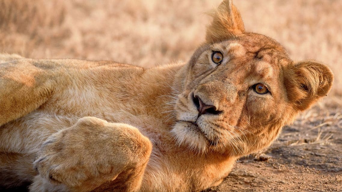 Wildlife